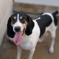 Rouky, chien à adopter