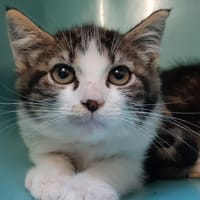 Boxon, chat à adopter