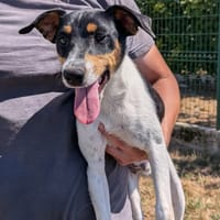 ZORRO, chien à adopter