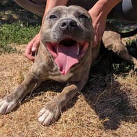 LUKE, chien à adopter