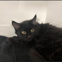 KAL, chat à adopter