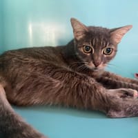 BELLA, chatte à adopter