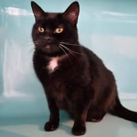 MYRTILLE, chatte à adopter