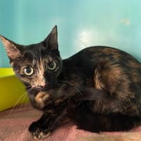 DOUCETTE, chatte à adopter