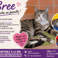 BREE (Réservée), chatte à adopter