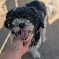 Maya, chienne à adopter