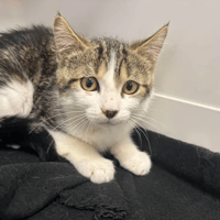 AMENADIEL, chat à adopter