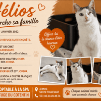 HELIOS, chat à adopter
