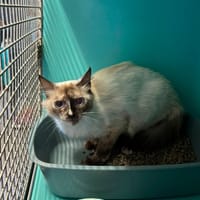 Topine, chatte à adopter