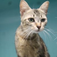 MAC 4530, chatte à adopter