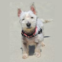 MICKEY, chien à adopter
