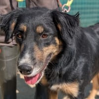 Tamy, chienne à adopter