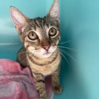 FANTASIA, chatte à adopter