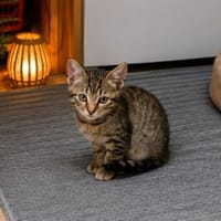 BAMBI chez Fam Mohr, chatte à adopter