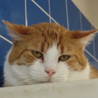 EXOR PAB29008, chat à adopter