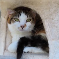 GIM PAB29009, chatte à adopter