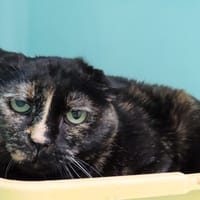 SELINA PAB29004, chatte à adopter