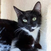 PAB29019 FLEUR, chatte à adopter