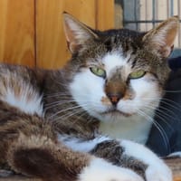 VICKS PAB28987, chat à adopter