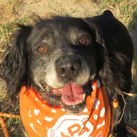 MERLIN, chien à adopter