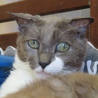 MALO PAB28794, chat à adopter
