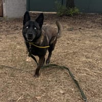 Bougnette, chienne à adopter