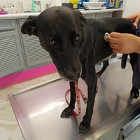 Cachou, la gentille louloute, chienne à adopter