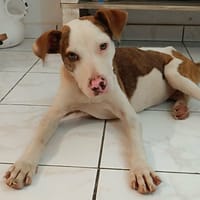 Baïa, la joie de vivre, chienne à adopter