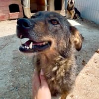 JOY, chienne à adopter