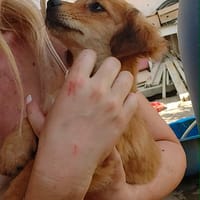 MANUKA, chienne à adopter