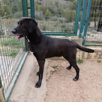 KAYU, chienne à adopter