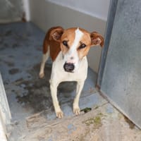 GAVILAN, chien à adopter