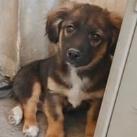 JACK, chien à adopter