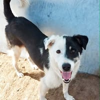 FLOSSIE, chienne à adopter