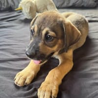 Naya la belle, chienne à adopter