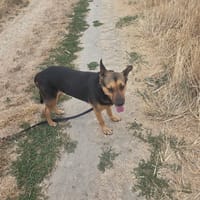 XANDY croise berger allemand, chienne à adopter