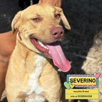 SEVERINO, cane da adottare