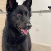 OREO (101 HUELLAS), chienne à adopter