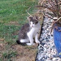 Buffy, chat à adopter