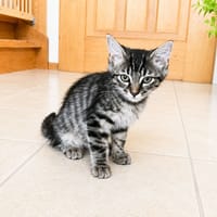 ONYX, chatte à adopter