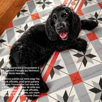 Nougat, chien à adopter