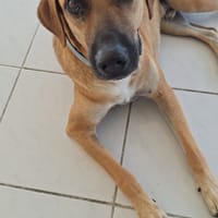 GUELIA le miraculé, chien à adopter
