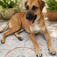 GUELIA le miraculé, chien à adopter