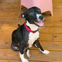 Chance aura t'elle une chance d'être adoptée?, chienne à adopter
