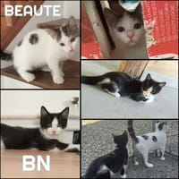 BN et BEAUTE A réserver  Adoption double ou séparé, chat à adopter
