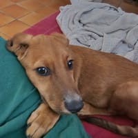 BYTCHOU Le magnifique, chien à adopter