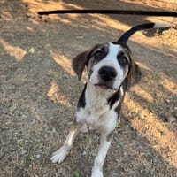 Tao, chien à adopter