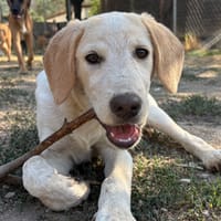 Jacob, chien à adopter