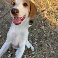 Cha, chienne à adopter