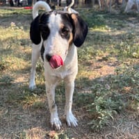 Plum, chienne à adopter
